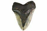 Massive, Fossil Megalodon Tooth - North Carolina #164896-2